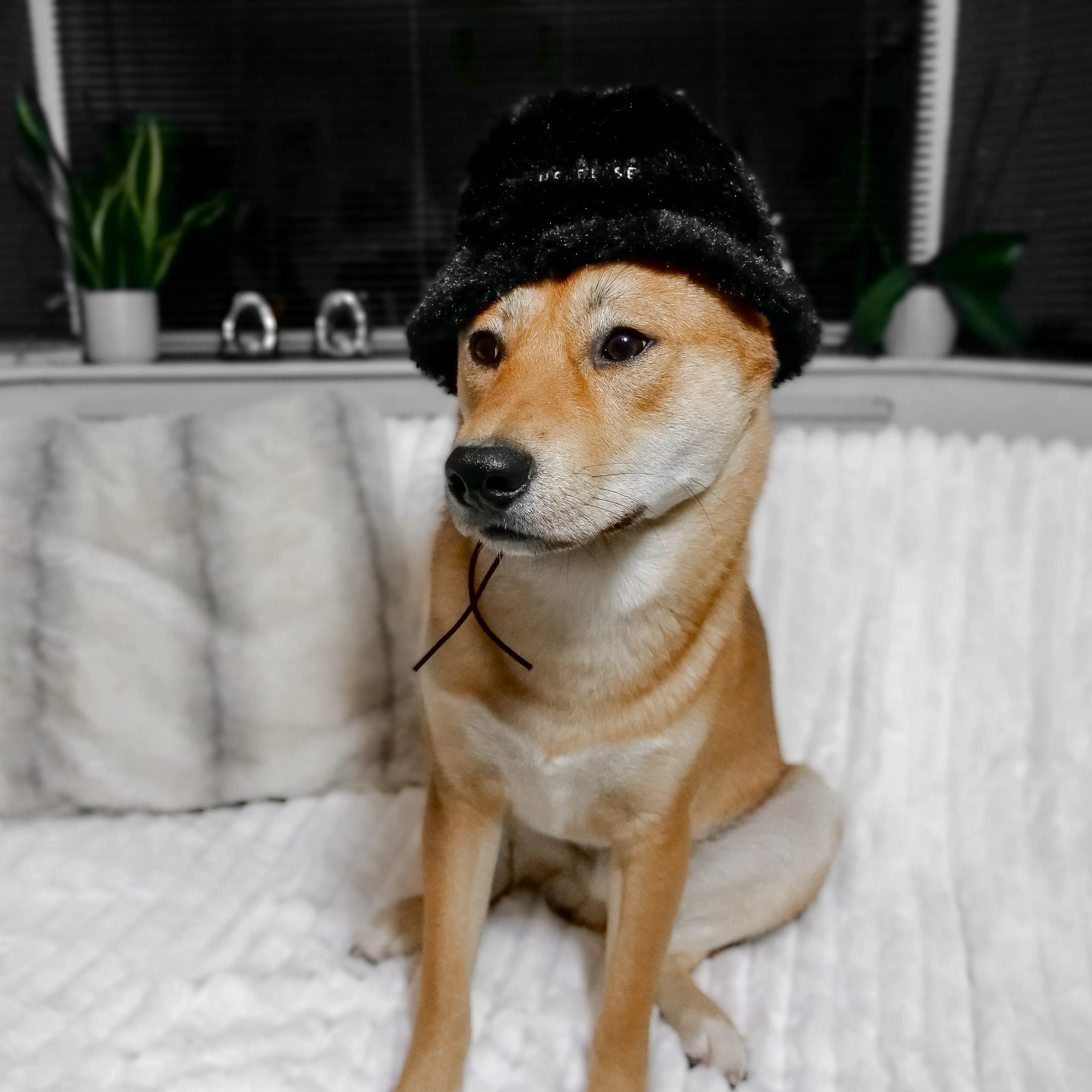 Furi Pet Hat - Noir Elise Galleria
