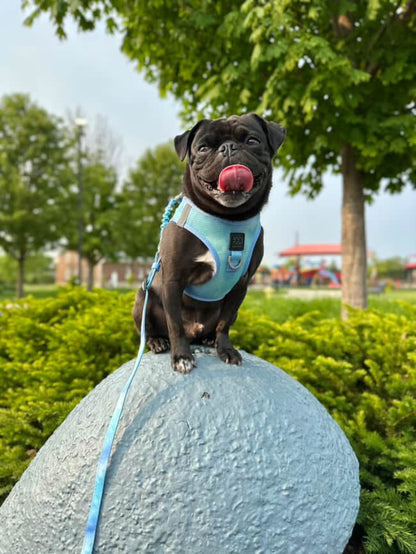 3-in-1 City Dog Leash - Ocean Dogistry™