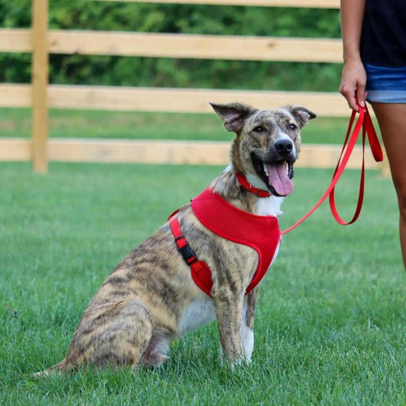 Coastal SinglePly Nylon Dog Leash Red, 1ea/3/4 In X 4 ft