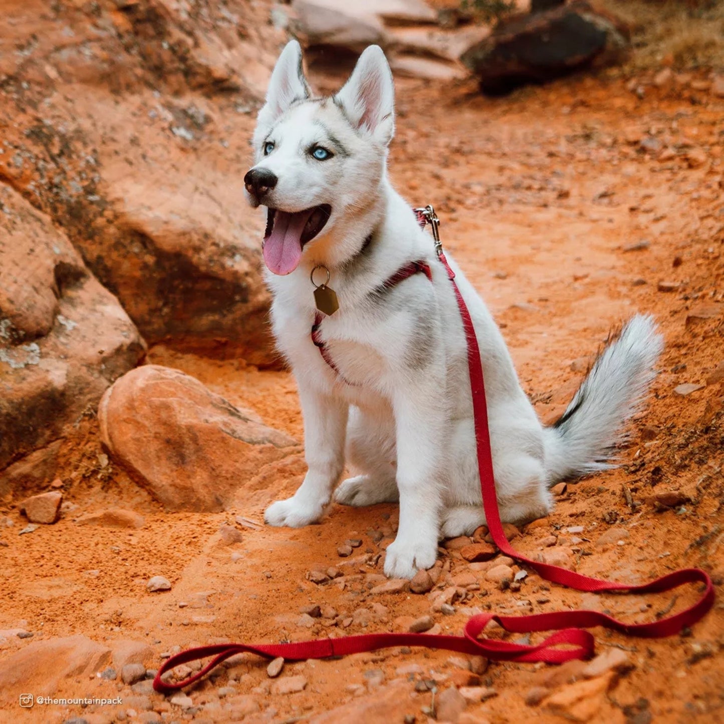 New Earth Soy Dog Leash Rose 1ea/5/8 In X 6 ft