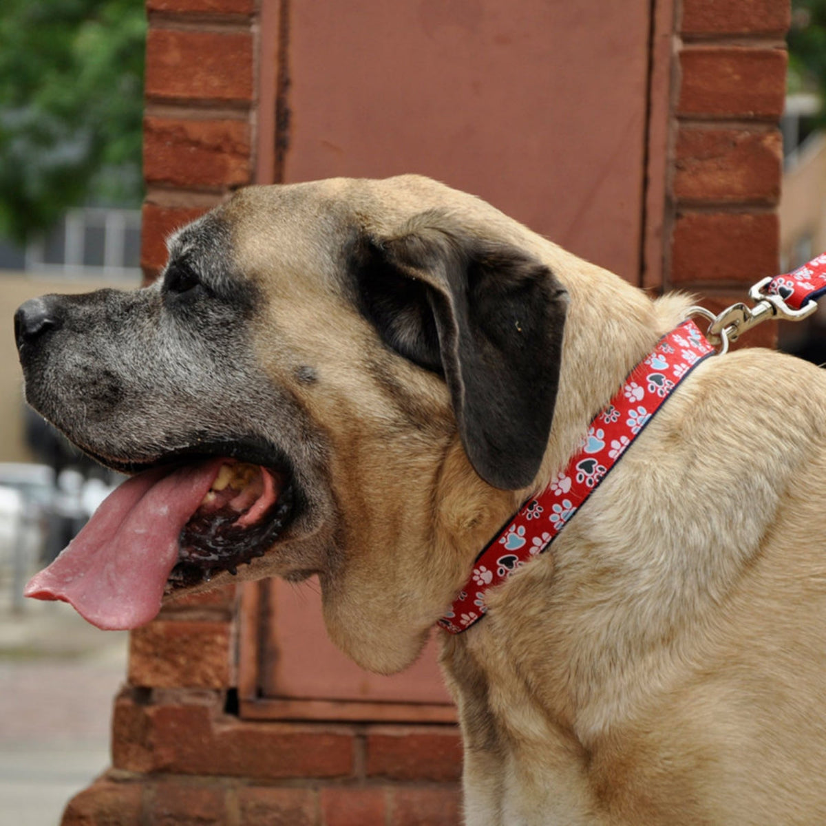 Ribbon Adjustable Nylon Dog Collar with Metal Buckle Red, 1ea/5/8 In X 1218 in