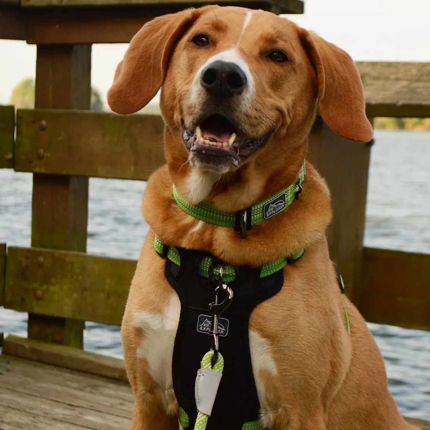 K9 Explorer Brights Reflective Adjustable Dog Collar Meadow Medium 1"x 12"-18" Default Title