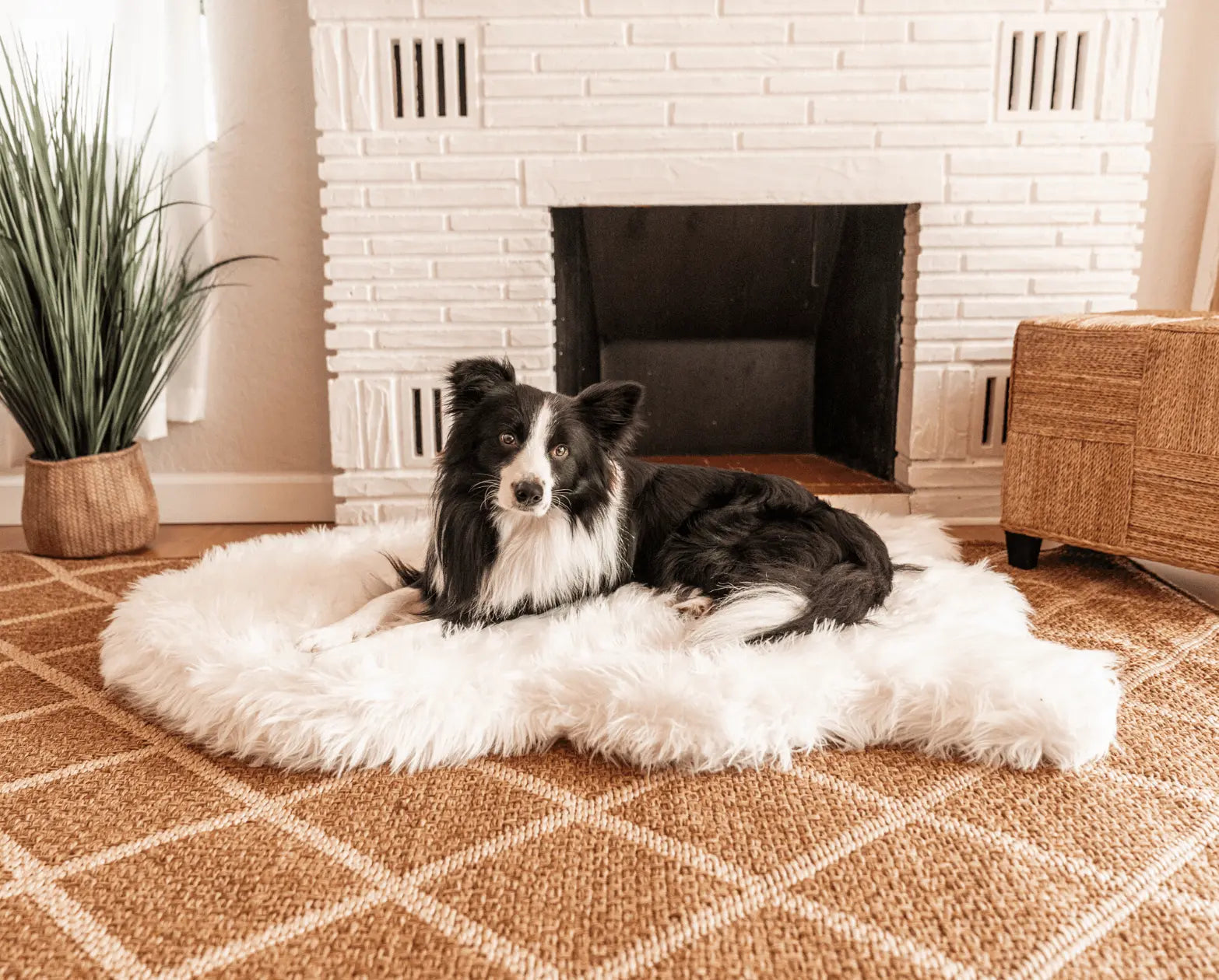 PupRug by Paw.com™ Faux Fur Orthopedic Dog Bed - Curve Polar White Paw.com