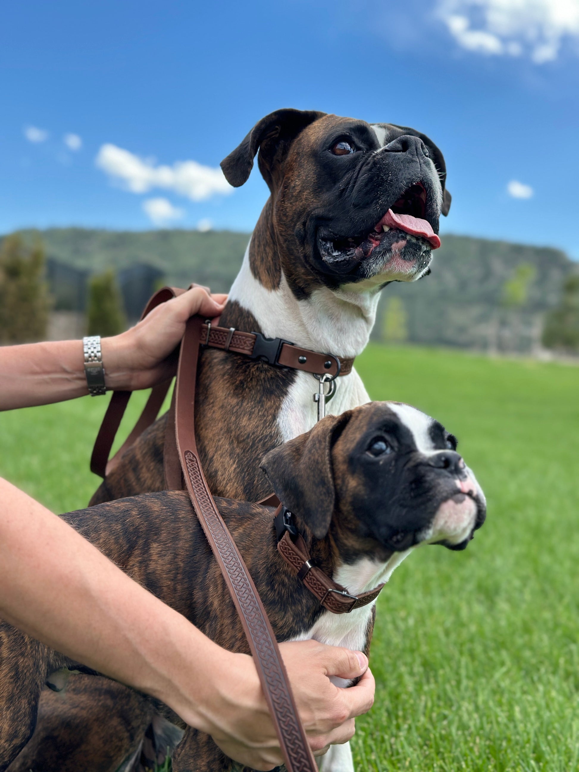 Celtic Sport Chocolate Leather Dog Leash Euro-Dog Collars and Leads