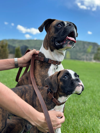 Celtic Sport Chocolate Leather Dog Leash Euro-Dog Collars and Leads