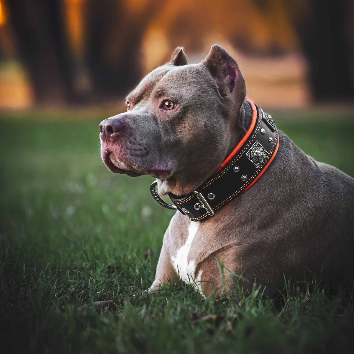 Bestia Eros 2.5" Leather Dog Collar – Black & Orange