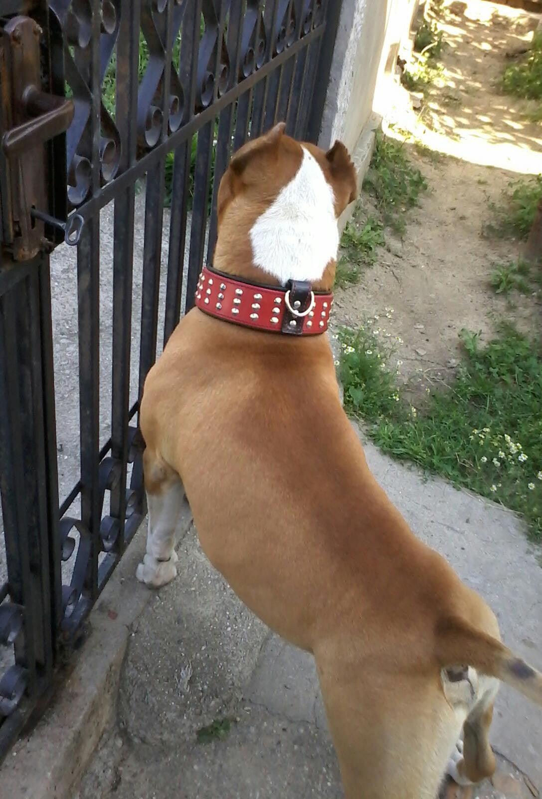 Bestia Star Leather Collar & Leash Set