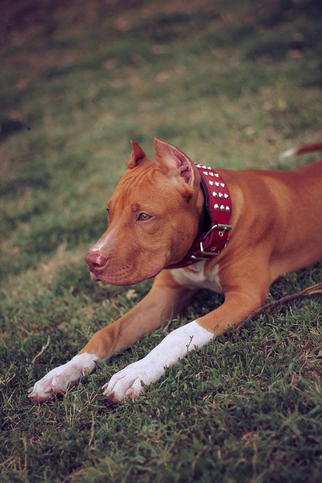 Bestia Star Leather Collar & Leash Set