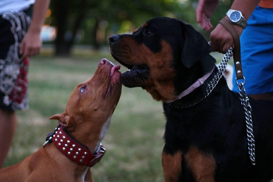 Bestia Star Leather Collar & Leash Set