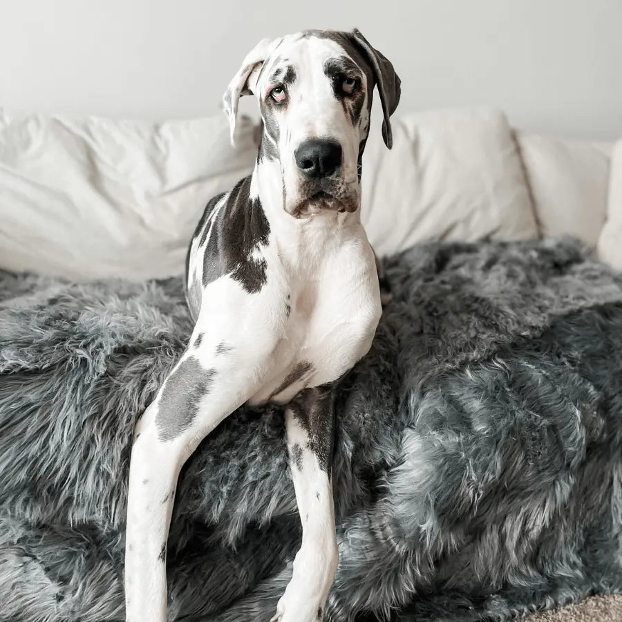 PupProtector™ Waterproof Throw Blanket - Charcoal Grey Paw.com