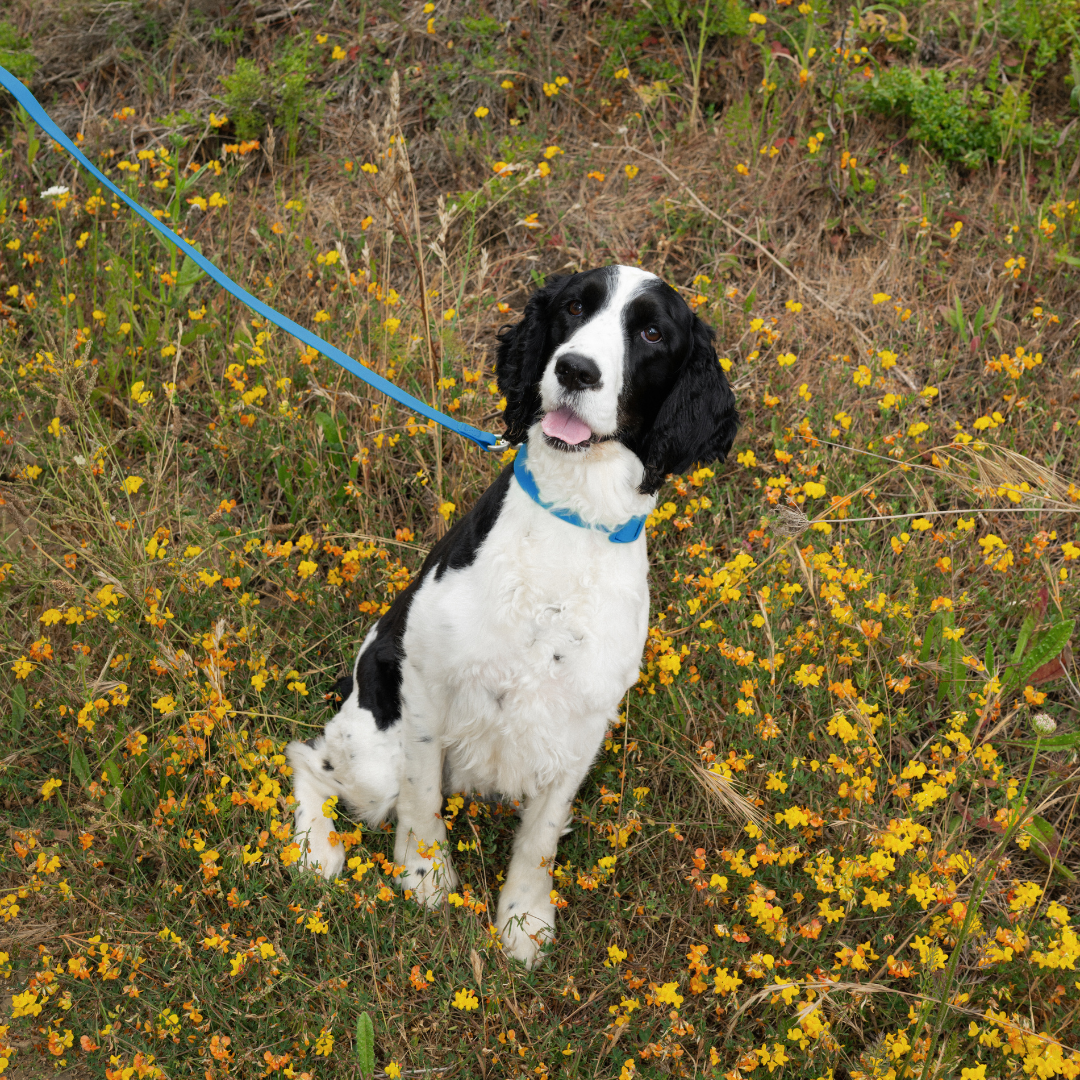 Waterproof Dog Leash - 5ft
