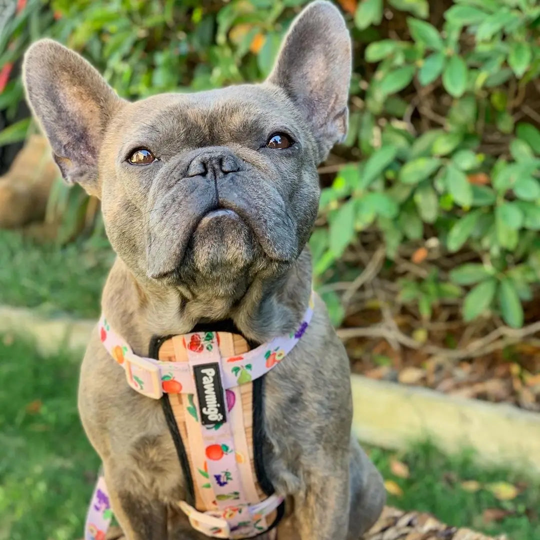 Frootie Patootie X-Fit Harness Pawmigo