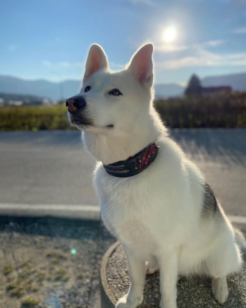 Bestia Haunted Leather Dog Collar – Limited Edition
