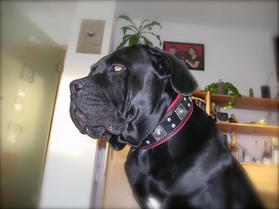 Bestia Eros 2.5" Leather Dog Collar – Black & Red