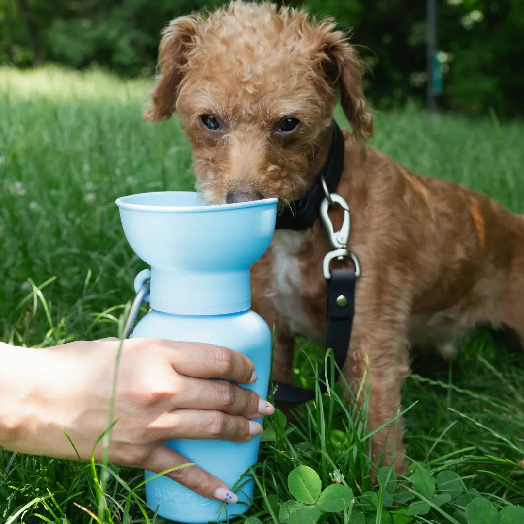 20oz Flip Travel Dog Water Bottle
