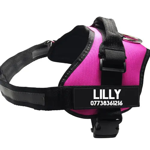 Ultimate Pet Adventure Set: Adjustable Chest Harness With Dog Leash Dog Hugs Cat