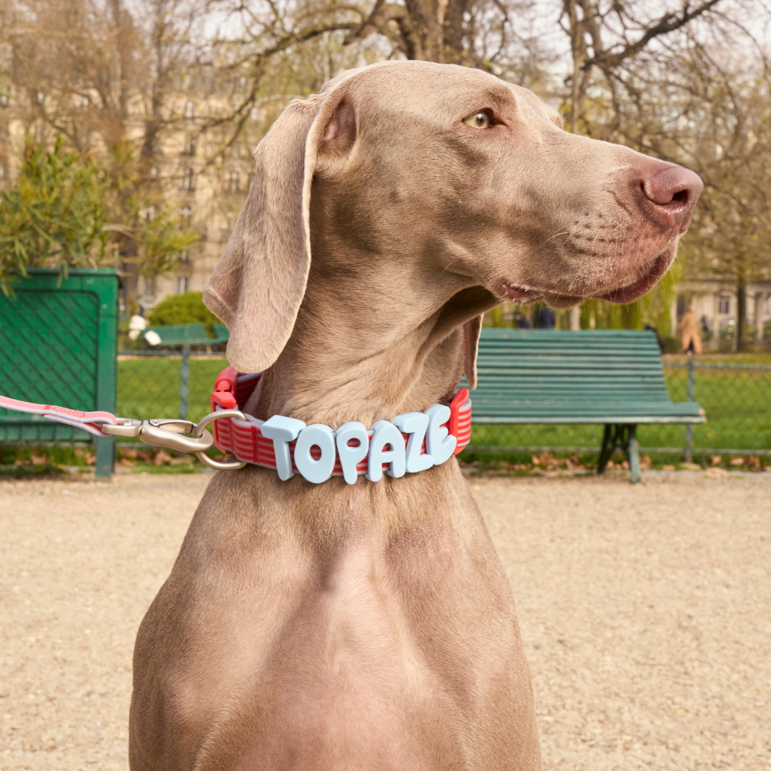Waterproof Dog Collar