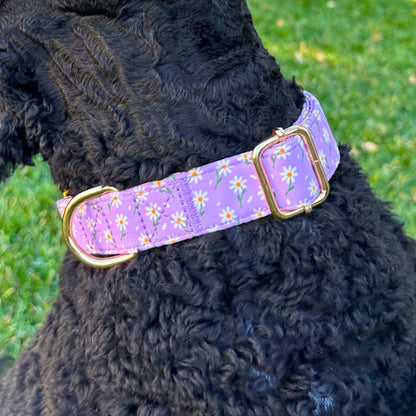 Dog Collars Boop Town