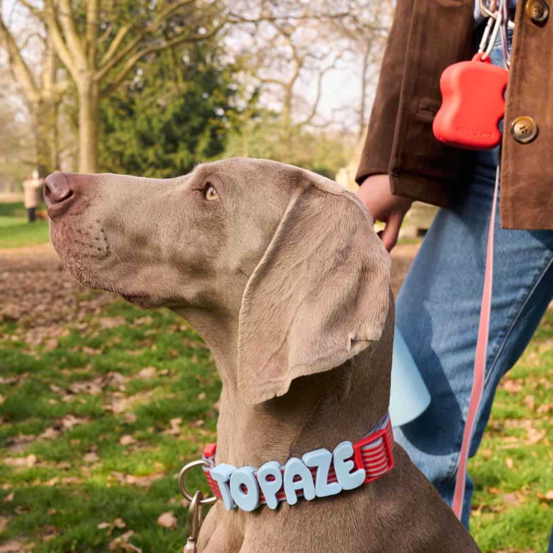 Waterproof Dog Collar