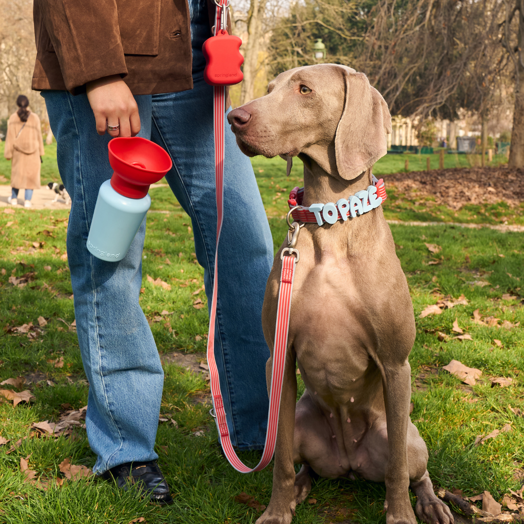 Waterproof Dog Collar