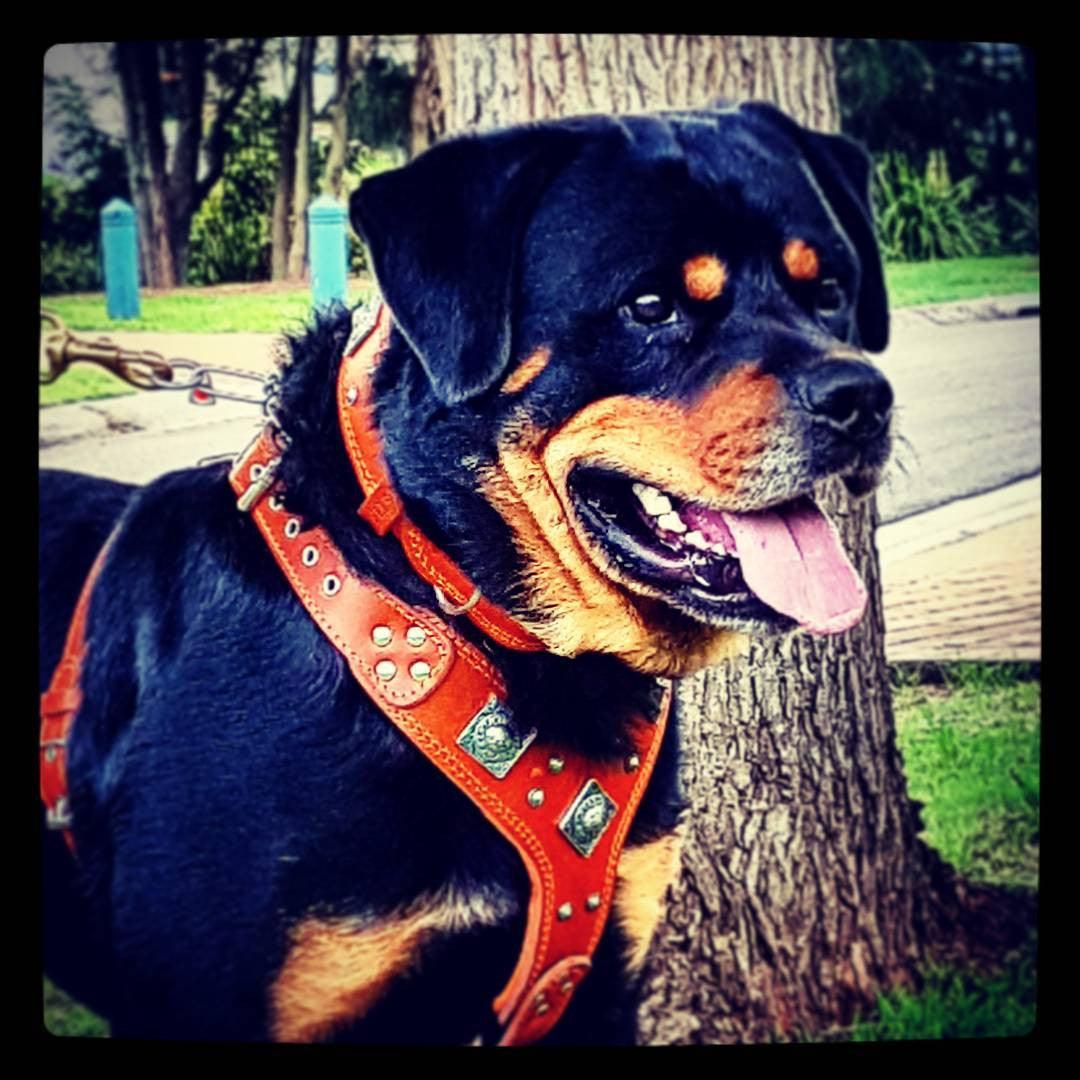 Bestia Eros Leather Dog Harness – Brown
