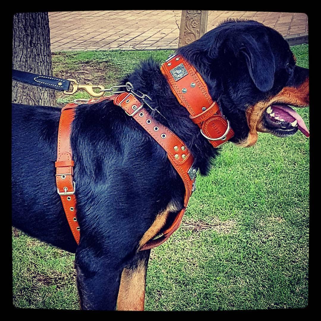 Bestia Eros Leather Dog Harness – Brown