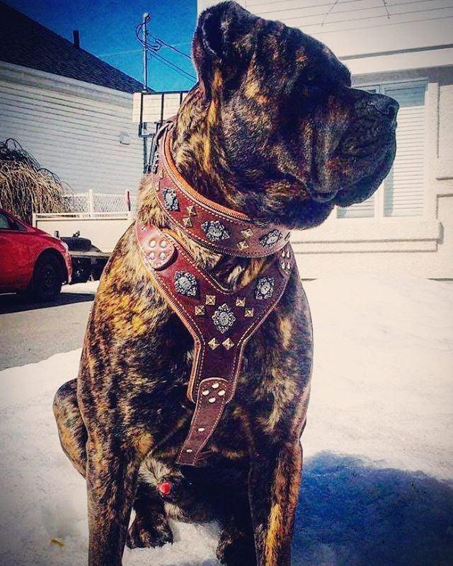 Bestia Aztec Leather Dog Harness – Brown, Large Breeds