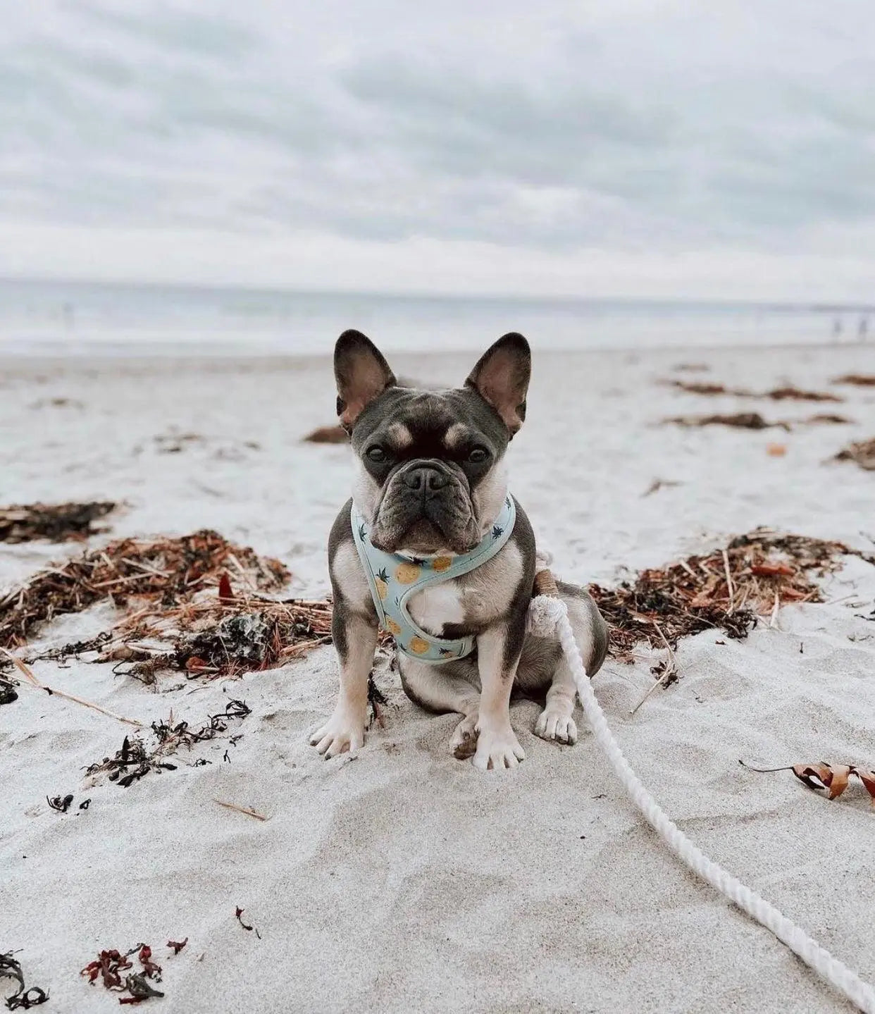 ROPE LEASH - OMBRE BLUE