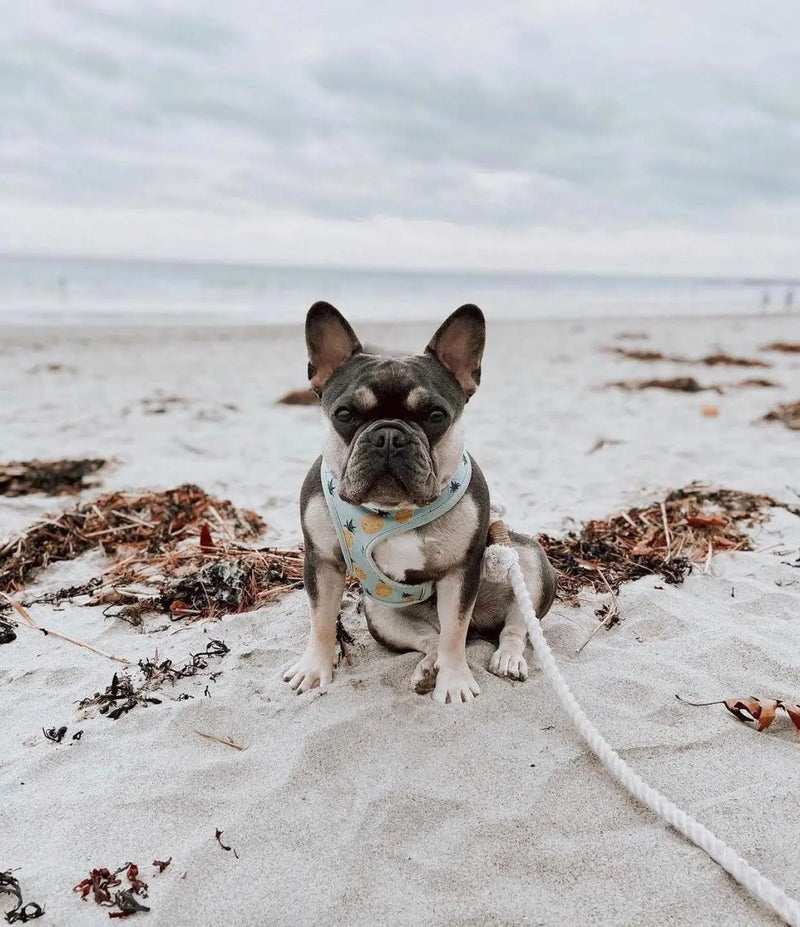 ROPE LEASH - OMBRE BLUE