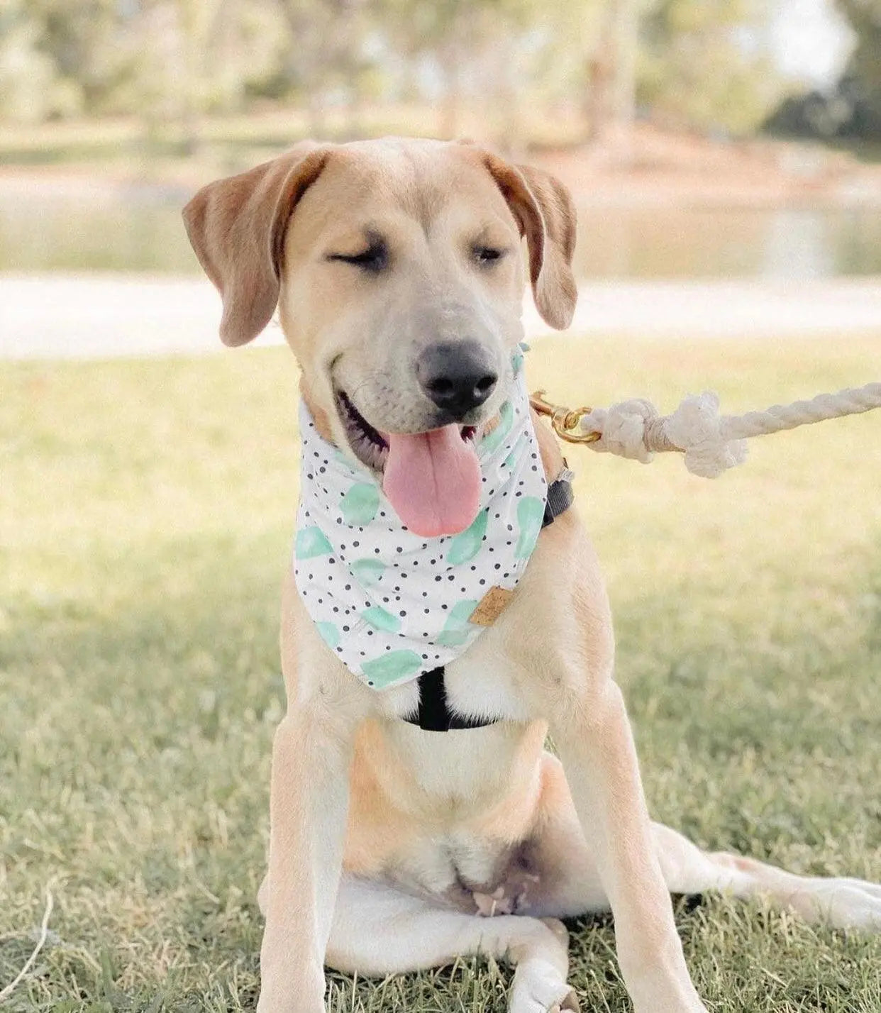 ROPE LEASH - NATURAL