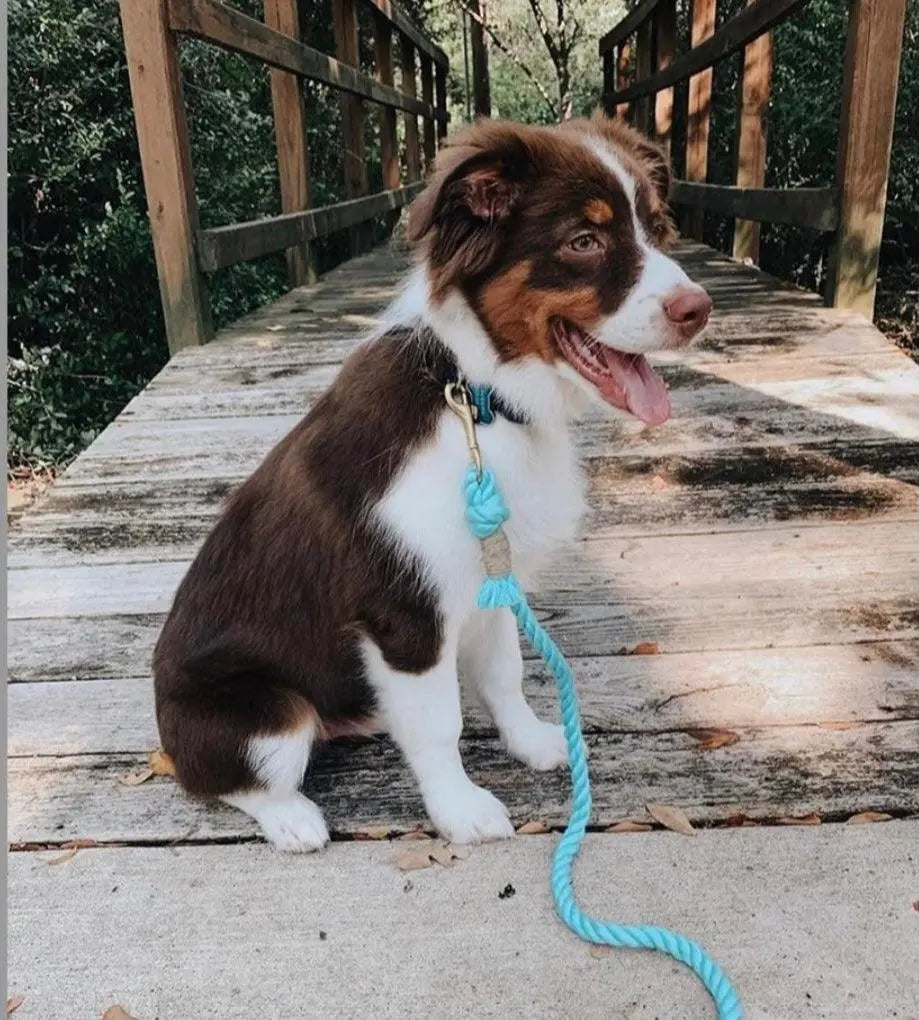 ROPE LEASH - UNICORN Pawsome Pets New York®