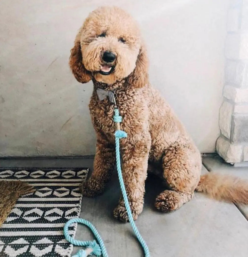 ROPE LEASH - UNICORN Pawsome Pets New York®