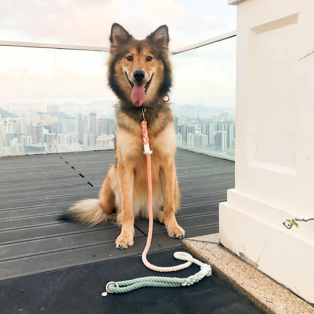 HANDS FREE DOG ROPE LEASH - BUBBLE SODA