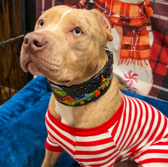 Bestia Grinchmas Leather Dog Collar – Limited Edition