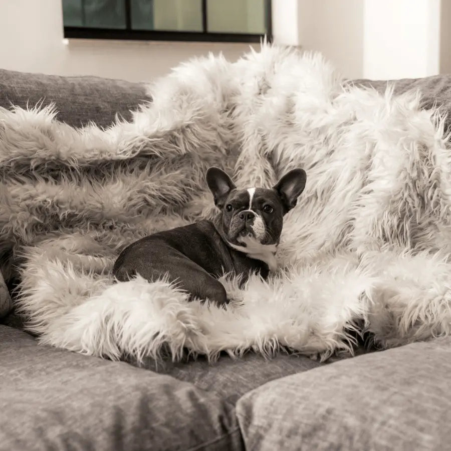 PupProtector™ Waterproof Throw Blanket - Grey Paw.com