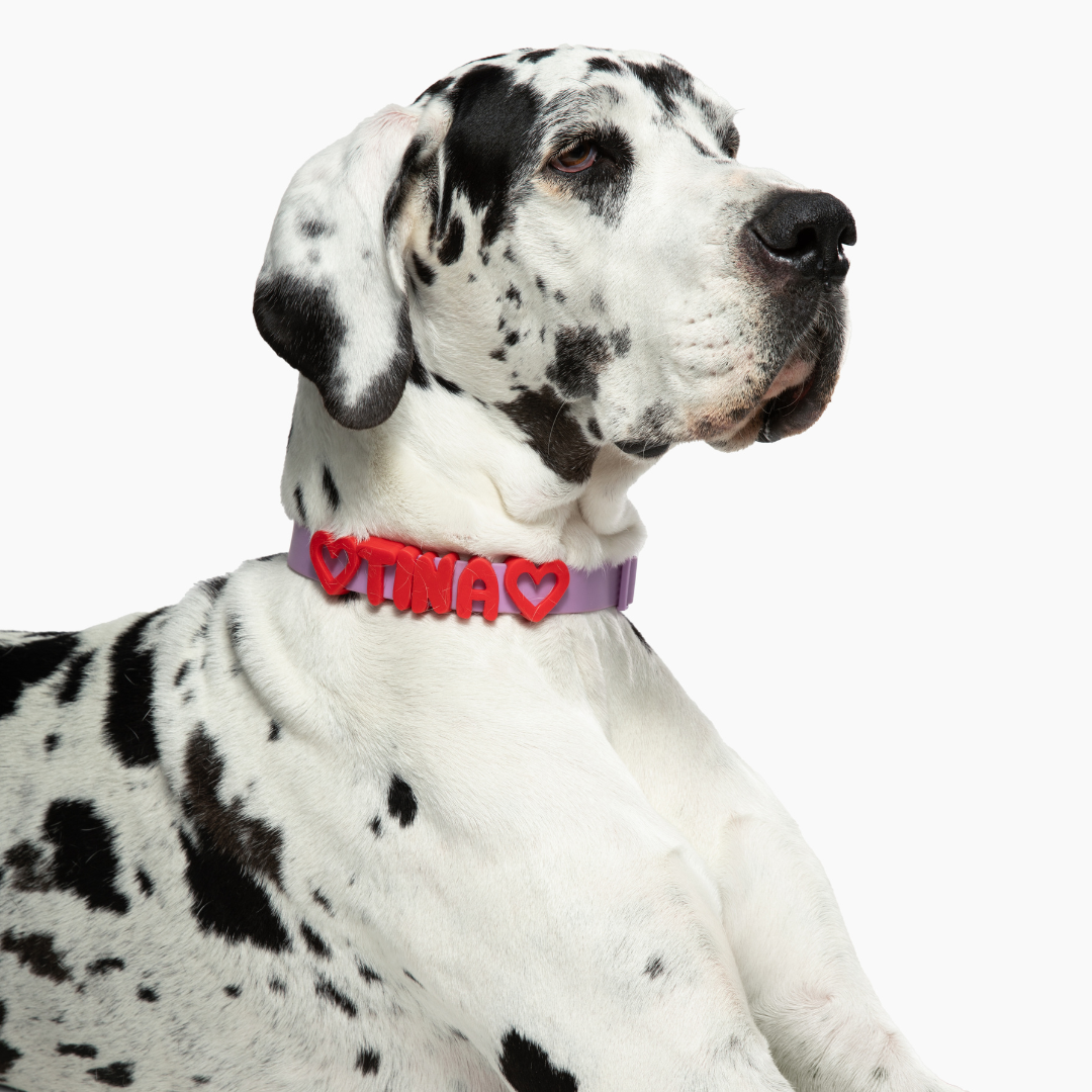 Waterproof Dog Collar