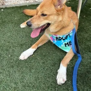 Adopt Me Tie Dye Dog Bandana Best Seller Happy Tails Outfitters