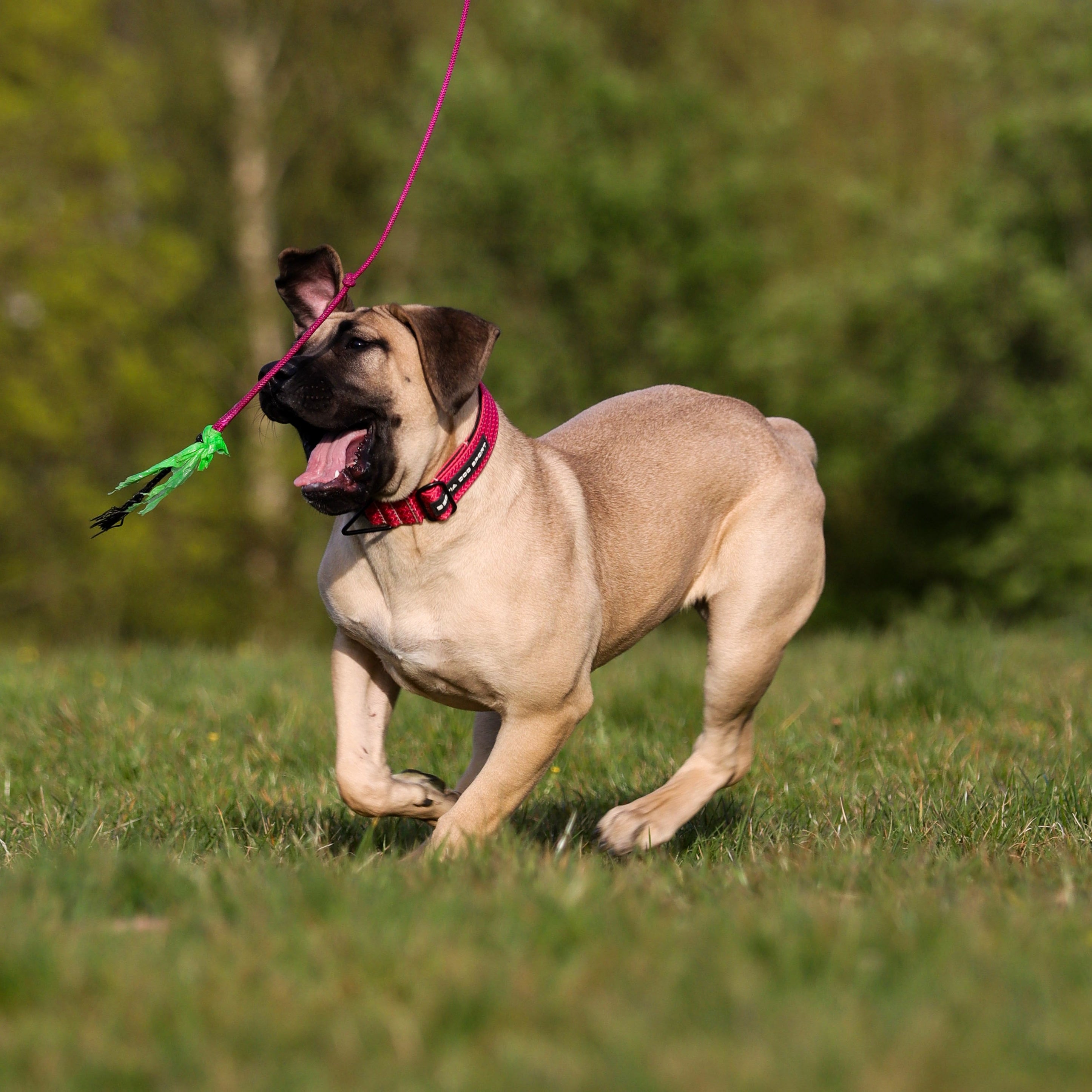 Bestia Dog Sport GripPro Print Collar - Pink