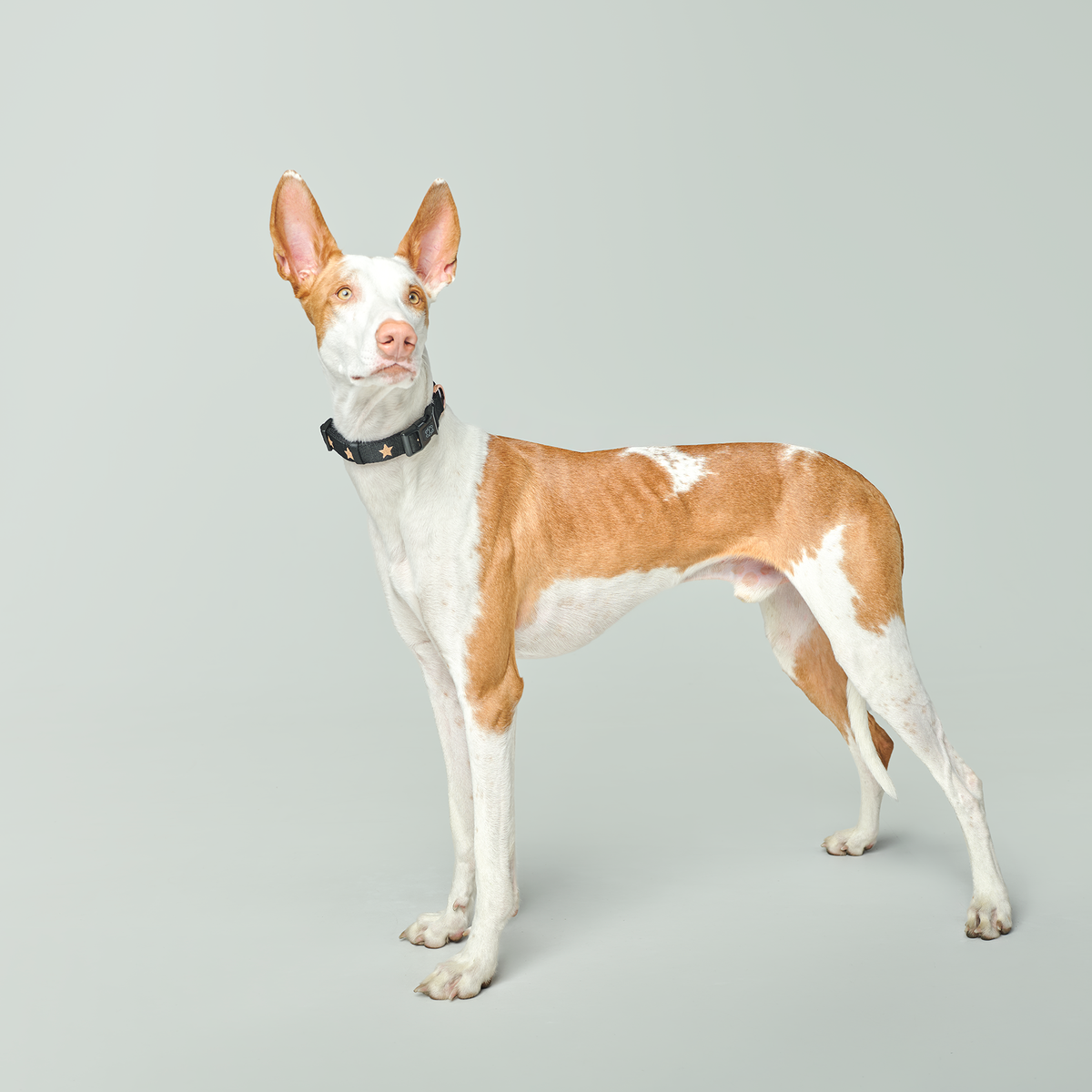 City Collar - Rockstar