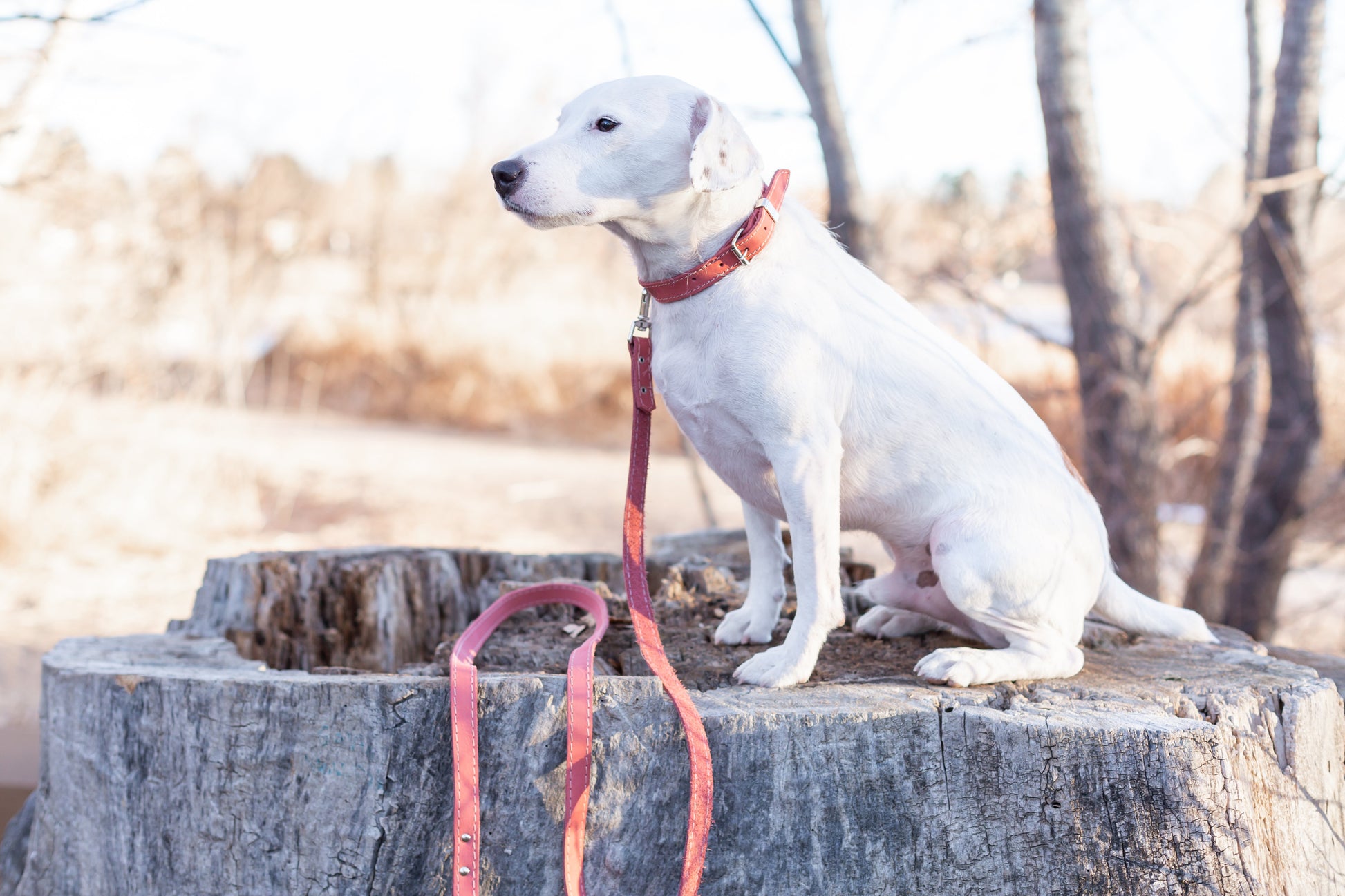 Pro Line Leather Hunting Dog Leash