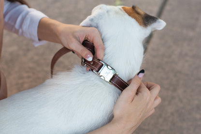 Bestseller Quick-Release Chocolate Leather Dog Collar with Metal Buckle Euro-Dog Collars and Leads