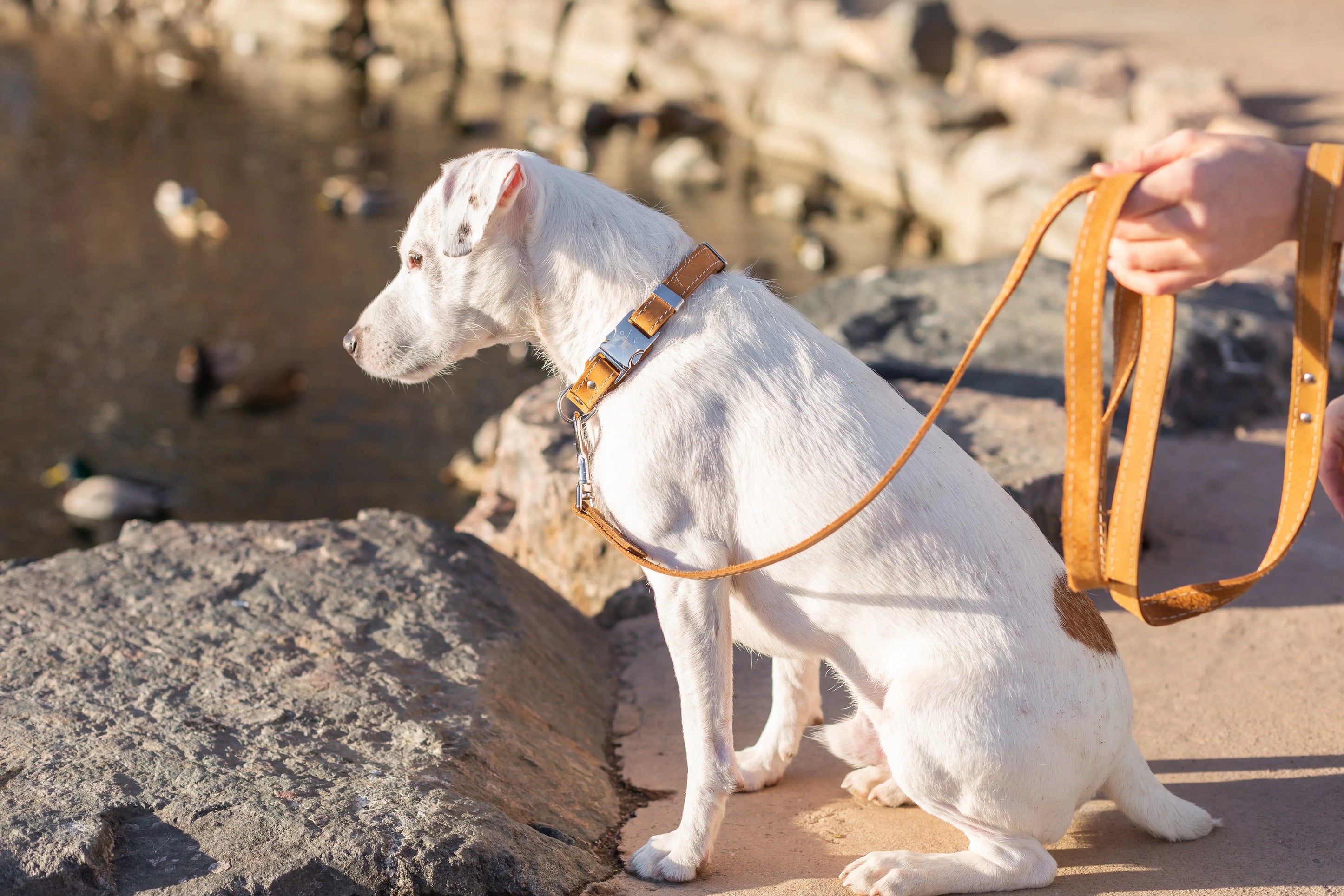 Traditional Khaki Leather Leash Euro-Dog Collars and Leads