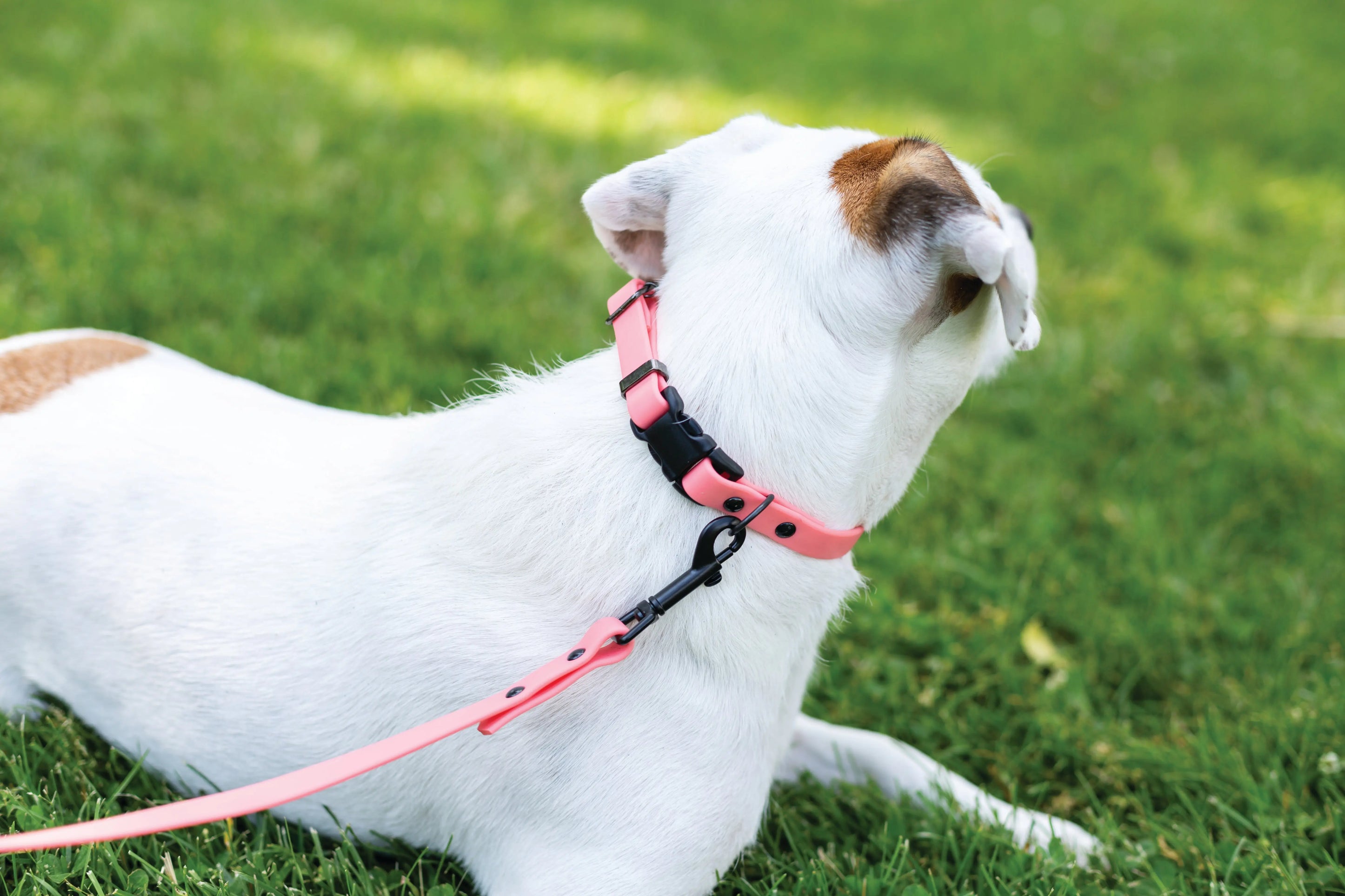 Waterproof Coral Reef Super Soft PVC Dog Collar Euro-Dog Collars and Leads