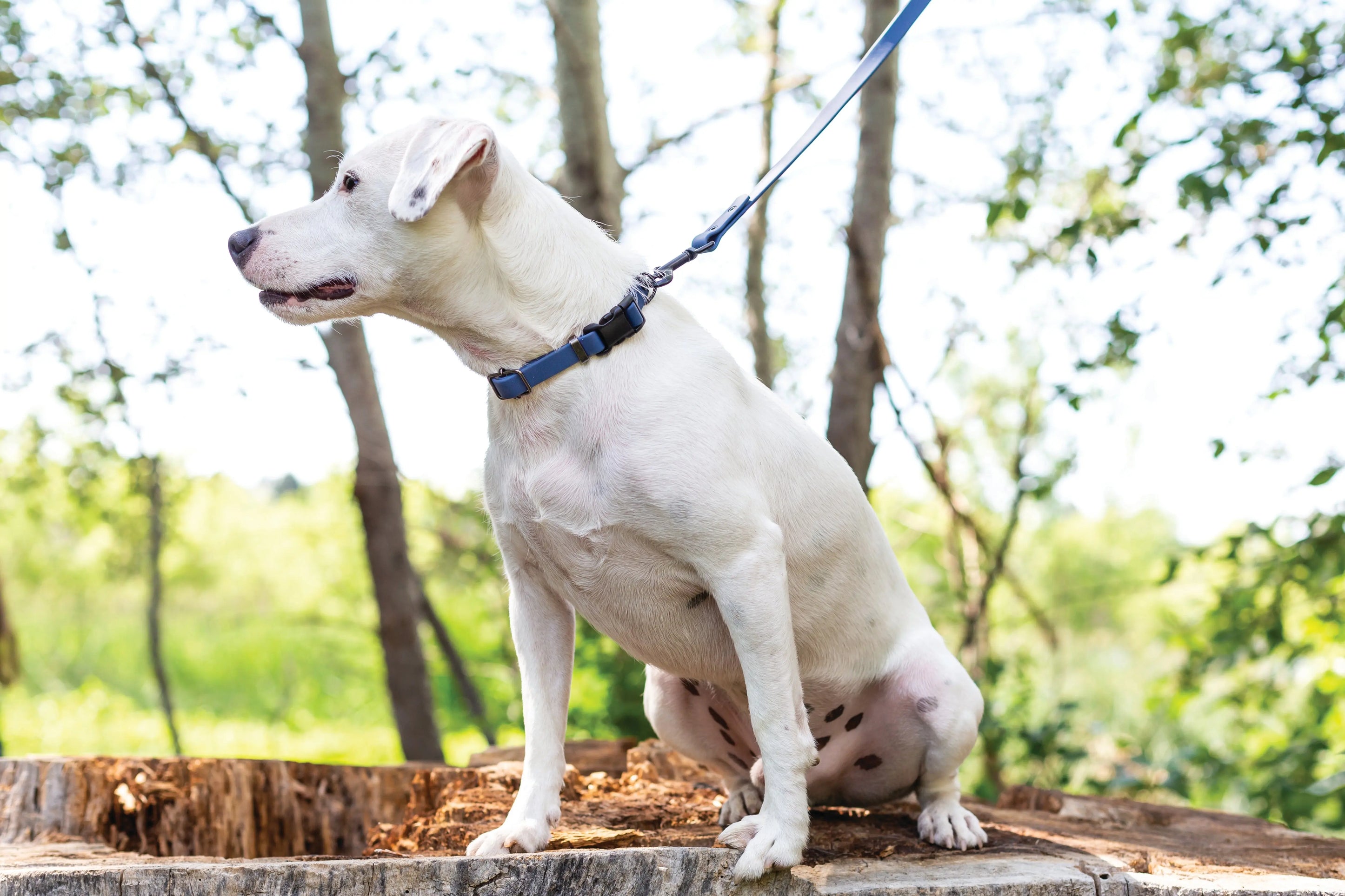 Waterproof Blue Jeans Super Soft PVC Dog Leash Euro-Dog Collars and Leads