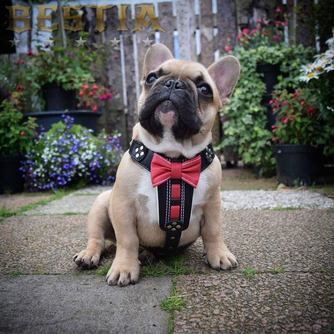 Bestia Bowtie Leather Dog Harness – Black, Small–Medium Dogs