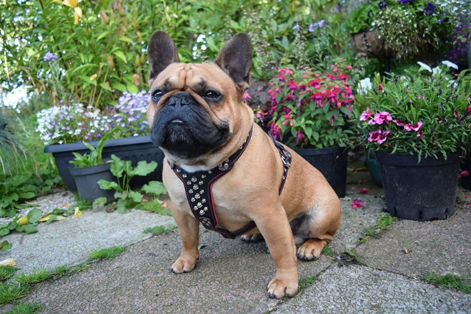 Bestia Rocky Leather Dog Harness – Small–Medium Dogs