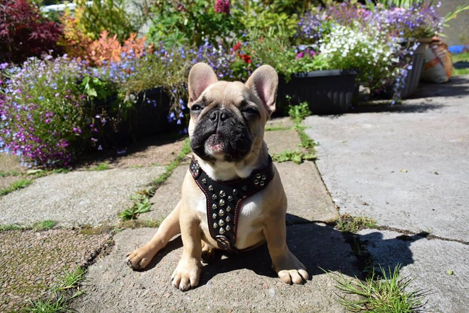 Bestia Rocky Leather Dog Harness – Small–Medium Dogs