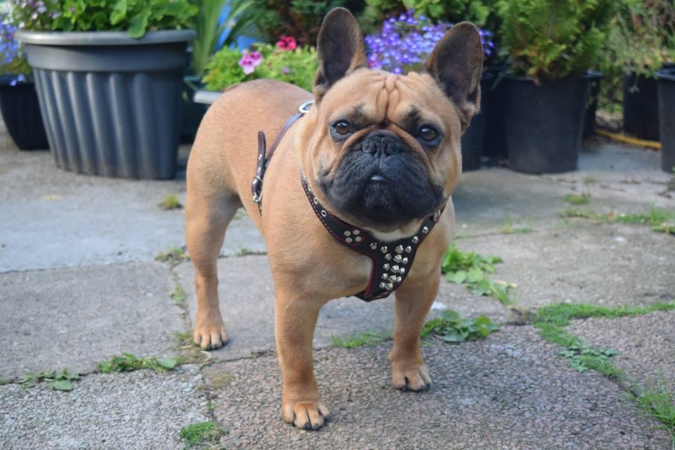 Bestia Rocky Leather Dog Harness – Small–Medium Dogs