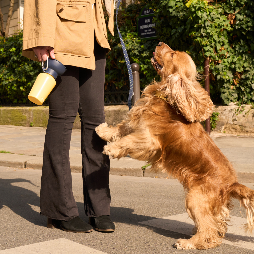 Waterproof Dog Leash - 5ft