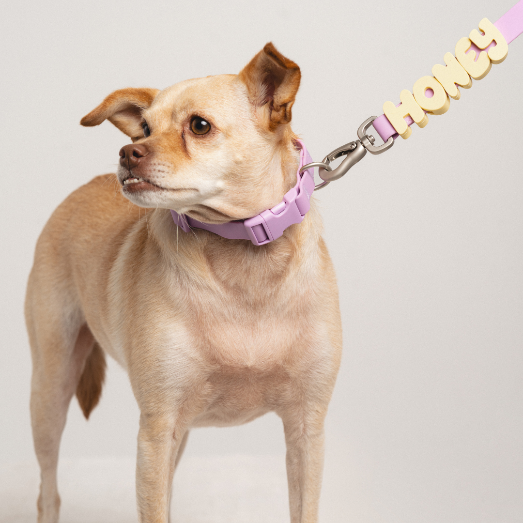 Waterproof Dog Collar